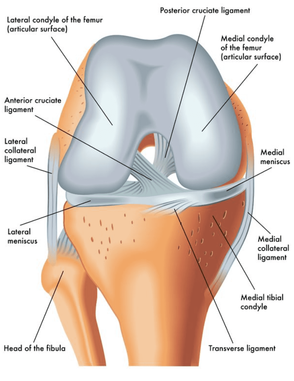 Diagram showing parts of the knee