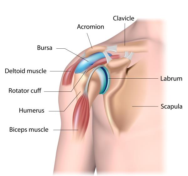 Diagram of human shoulder with bursa and other parts labeled