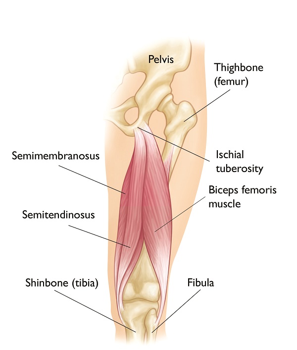 Diagram showing parts of the hamstring