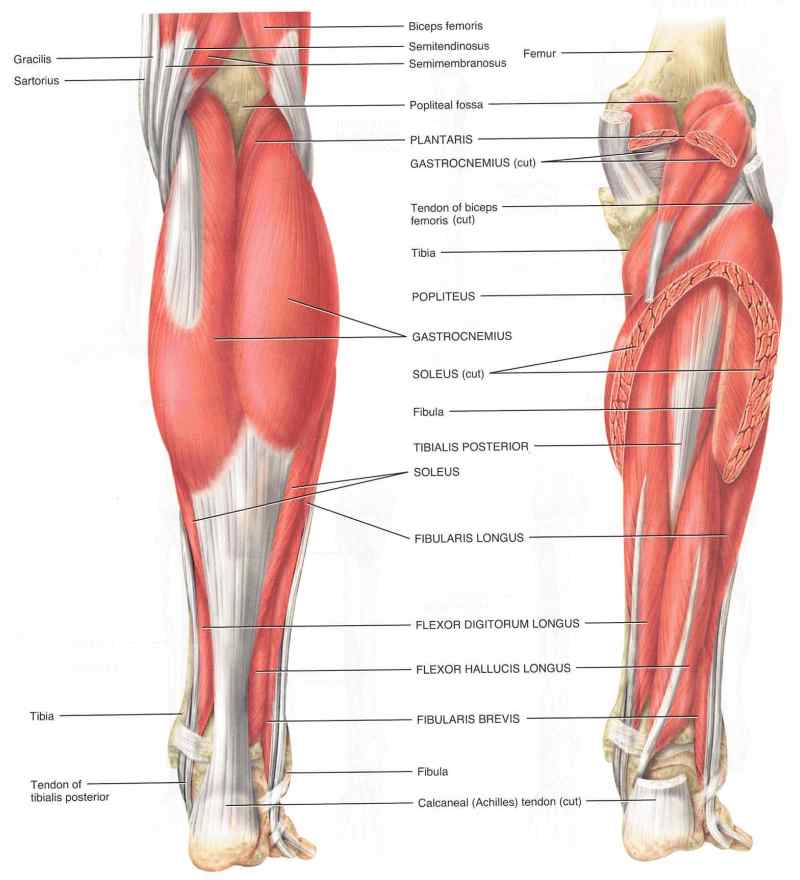 Diagram showing various parts of the shin